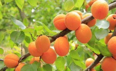Почему абрикос цветет, но не плодоносит: хитрости, чтобы получить долгожданный урожай - skuke.net