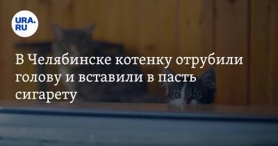 В Челябинске котенку отрубили голову и вставили в пасть сигарету - ura.news - Челябинск