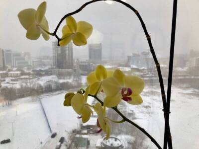 Какие цветы удобрять зимой? - skuke.net - Екатеринбург