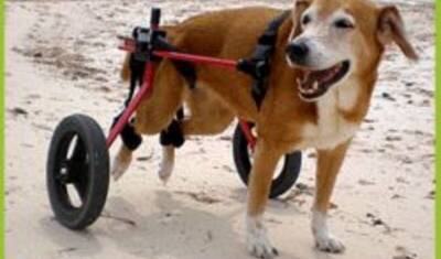 Житель Серпухова бесплатно мастерит коляски для парализованных собак и кошек - newizv.ru - Москва - Серпухова