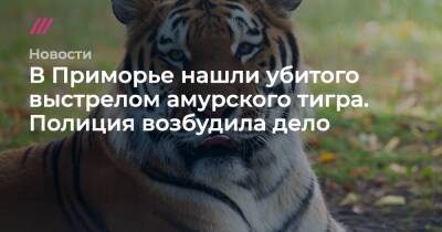 В Приморье нашли убитого выстрелом амурского тигра. Полиция возбудила дело - tvrain.ru - Приморье край - Владивосток