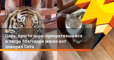 Царь, просто царь: превратившийся в тигра благодаря маске кот покорил Сеть - ridus.ru - Россия - Юар