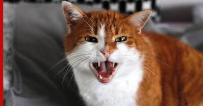 У домашних кошек обнаружили склонность к психопатии - profile.ru