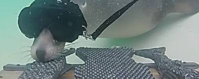 Морские львы эффективно используют усы для осязания - runews24.ru
