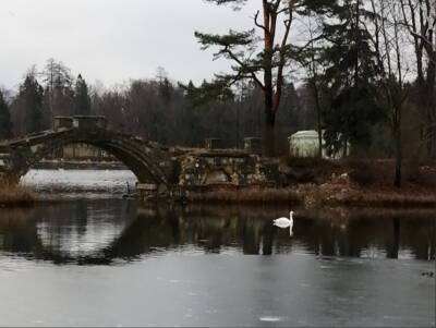 Шокированного после «спасения» лебедя заметили на Белом озере - neva.today - Санкт-Петербург