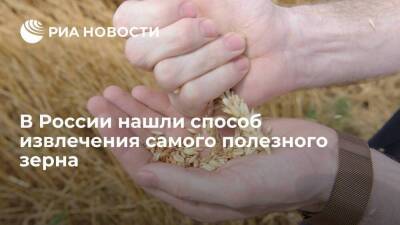 В России нашли способ извлечения самого полезного зерна - smartmoney.one - Россия - Ростов-На-Дону
