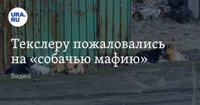 Текслеру пожаловались на «собачью мафию». Видео - ura.news - Челябинск