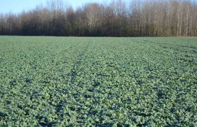 Агролига возобновила сев озимого рапса - agroportal.ua - Украина