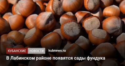 В Лабинском районе появятся сады фундука - kubnews.ru - Россия - Индия - Тунис - Индонезия - Адлер
