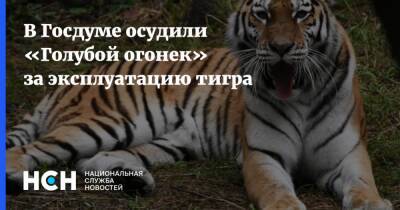 Владимир Бурматов - В Госдуме осудили «Голубой огонек» за эксплуатацию тигра - nsn.fm