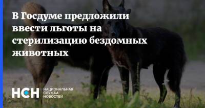 Владимир Бурматов - В Госдуме предложили ввести льготы на стерилизацию бездомных животных - nsn.fm