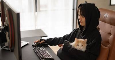 Чтобы котик не скучал. Японцы придумали толстовку для геймеров-кошатников - focus.ua - Украина - Япония