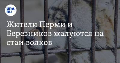 Жители Перми и Березников жалуются на стаи волков - ura.news - Пермь - Пермский край