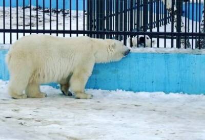 Белый медведь Николай заселился в нижегородский зоопарк «Лимпопо» - vgoroden.ru - Нижний Новгород