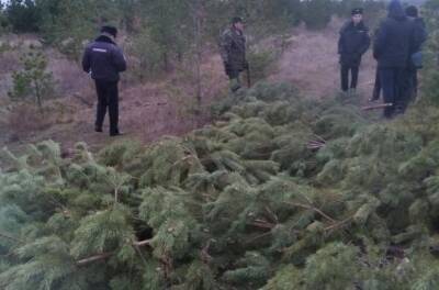 Самовольная рубка елок началась в воронежских лесах за месяц до Нового года - gorcom36.ru - Воронеж