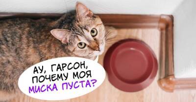 По какому принципу кошка выбирает себе хозяина и прислугу среди домочадцев - skuke.net