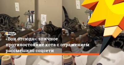 «Вон отсюда»: эпичное противостояние кота с отражением рассмешило соцсети - ridus.ru