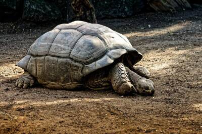 В Танзании семь человек смертельно отравились ядовитым мясом черепахи и мира - cursorinfo.co.il - Танзания
