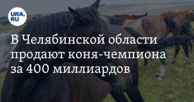 В Челябинской области продают коня-чемпиона за 400 миллиардов. Скрин - ura.news - Челябинская обл. - Челябинск