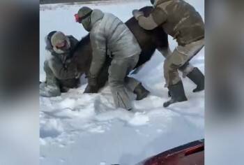Убийцы беременной лосихи не уйдут от правосудия: Череповецкий районный суд рассмотрит дело - vologda-poisk.ru - Россия - Вологодская обл. - Тверская обл. - Ярославская обл. - Вологда - Череповец