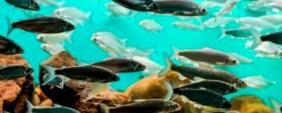 Вирджиния - Ученые университета Вирджинии: из-за потепления воды рыбы Антарктики впадают в панику - runews24.ru