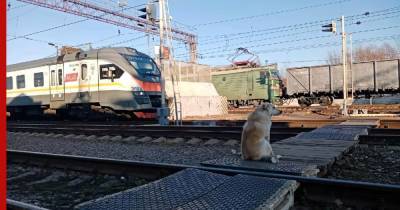 На железнодорожном вокзале в подмосковном Чехове появился местный Хатико - profile.ru