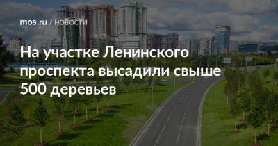 Петр Бирюков - На участке Ленинского проспекта высадили свыше 500 деревьев - mos.ru - Москва