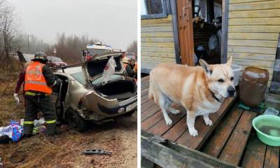 У погибших в страшной аварии пенсионеров остались два кота и собака - gubdaily.ru - Финляндия - Костомукши