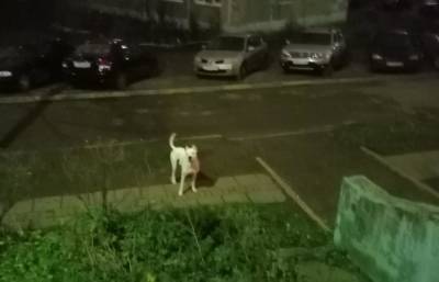 В Твери аргентинский дог, гуляющий без хозяина, нападает на собак - afanasy.biz - Тверь