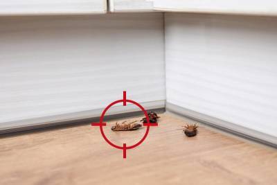 Не получается вывести тараканов, муравьев или блох в квартире? Решение найдено – результат 100%! - skuke.net