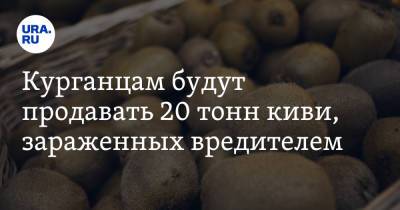 Курганцам будут продавать 20 тонн киви, зараженных вредителем - ura.news - Челябинская обл. - Иран - Курганская обл.
