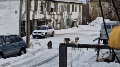 На Ямале бездомный пес покусал женщину, собиравшую данные для переписи населения - znak.com