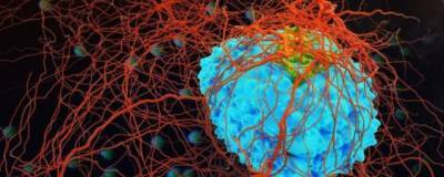 Онкологи обнаружили способность паразитов Toxoplasma gondii помогать в лечении рака - runews24.ru - Китай