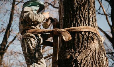 Подглядывать за пчелами можно осенью и даже зимой - mkset.ru - Башкирия