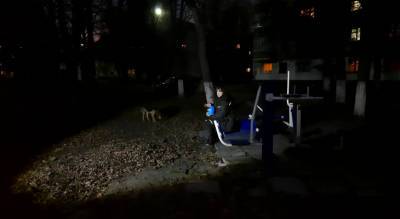 В Новочебоксарск приехал специалист из Марий Эл ловить вожака собачьей стаи: гонялись и дети, и прохожие - pg21.ru - респ. Чувашия - респ. Марий Эл - Новочебоксарск