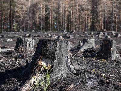 Жительницу Челябинской области обязали заплатить 2,6 млн рублей за ущерб от лесного пожара - u24.ru - Челябинская обл. - Челябинск - городское поселение Копейский
