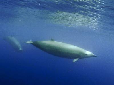 Один вид клюворылых китов разделили на два - polit.ru - Австралия - Новая Зеландия - Юар