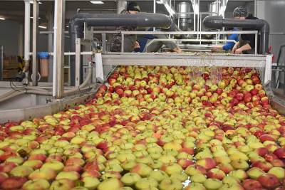 Липецкая область - одна из лучших в стране по производству плодово-ягодной продукции - lipetskmedia.ru - Россия - Крым - Краснодарский край - Воронежская обл. - респ. Кабардино-Балкария - Липецкая обл.