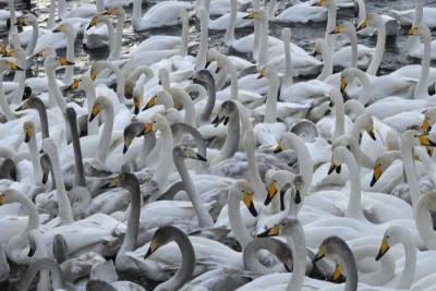 Около 600 лебедей прилетели зимовать на незамерзающее озеро в Алтайском крае - interfax-russia.ru - Барнаул - Алтайский край - респ. Алтай - р-н Советский
