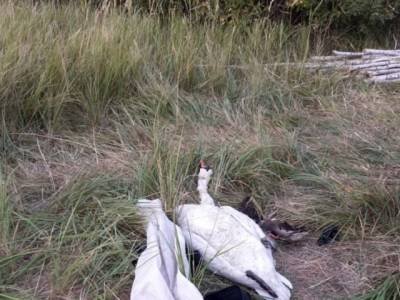 Южноуральца осудили за убийство краснокнижного лебедя-шипуна - u24.ru - Челябинск - район Красноармейский