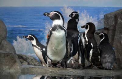 Пингвины Гумбольта прибыли в нижегородский зоопарк - vgoroden.ru - Приволжье