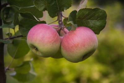 Почему у яблони чернеет ствол: опытные садоводы назвали основные причины - skuke.net