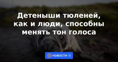 Детеныши тюленей, как и люди, способны менять тон голоса - news.mail.ru - Голландия