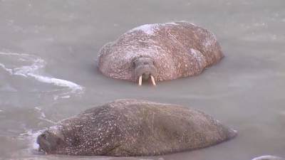 Тысячи моржей на Моржовом мысе - ru.euronews.com - Россия - Китай - США - Франция - Польша - Чехия - Голландия - Экология