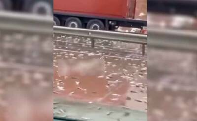 Рыбный день. Один из участков трассы на перевале "Камчик" засыпало рыбой - podrobno.uz - Узбекистан - Ташкент