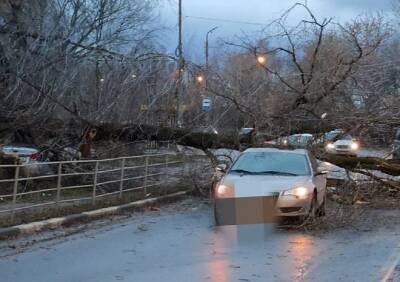 На улице Ситниковской на дорогу упало дерево - ya62.ru - Рязань
