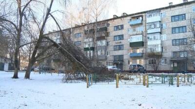 Во дворе на улице Кронштадтской сломались ветви огромного ясеня - penzainform.ru
