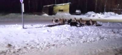 Жители города на севере Карелии жалуются на свору собак (ВИДЕО) - stolicaonego.ru - Беломорск - республика Карелия