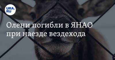 Олени погибли в ЯНАО при наезде вездехода - ura.news - окр. Янао - район Тазовский
