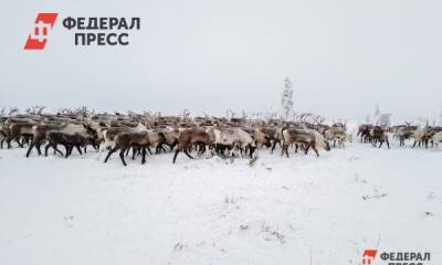 На Ямале вездеход наехал на стадо оленей - fedpress.ru - Салехард